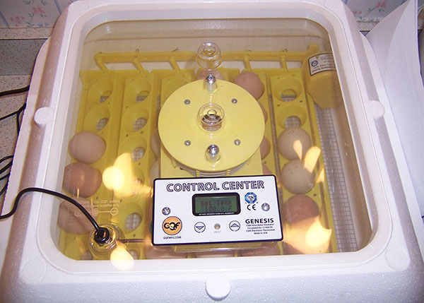 Tips for Choosing A Good Incubator